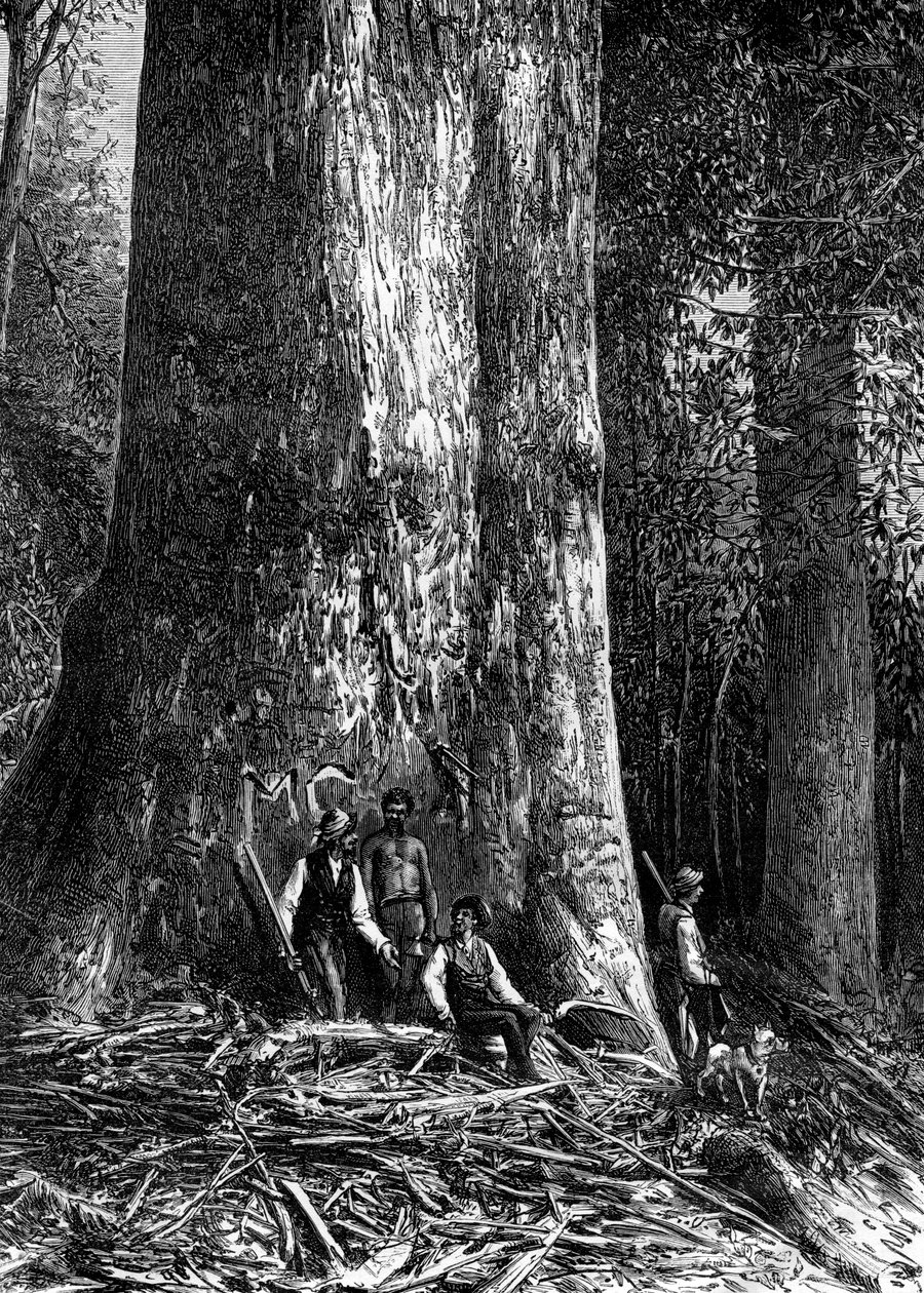 澳大利亚，巨型桉树，1886年 作者 泰勒