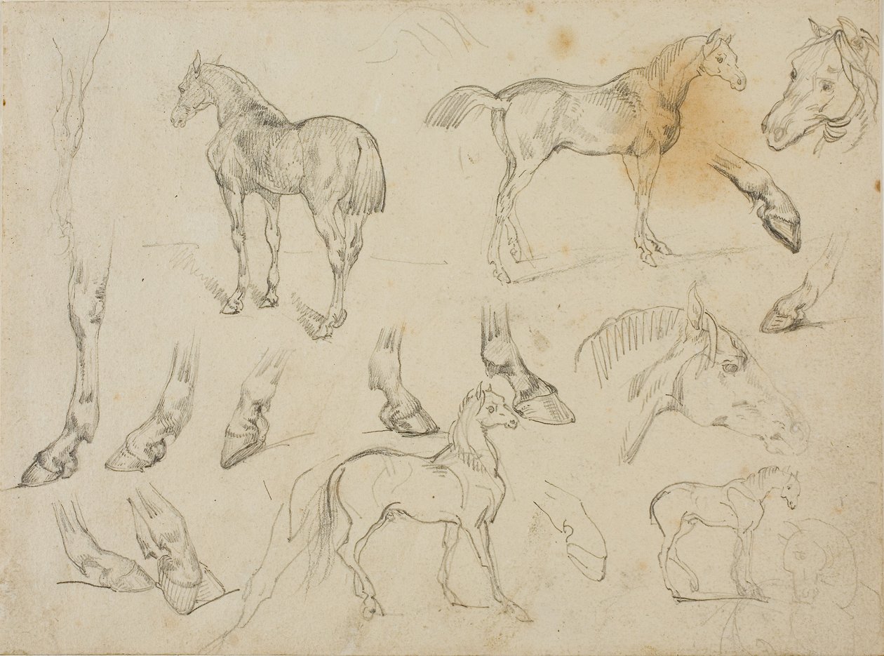 马的素描 作者 西奥多·杰里科（Theodore Gericault）