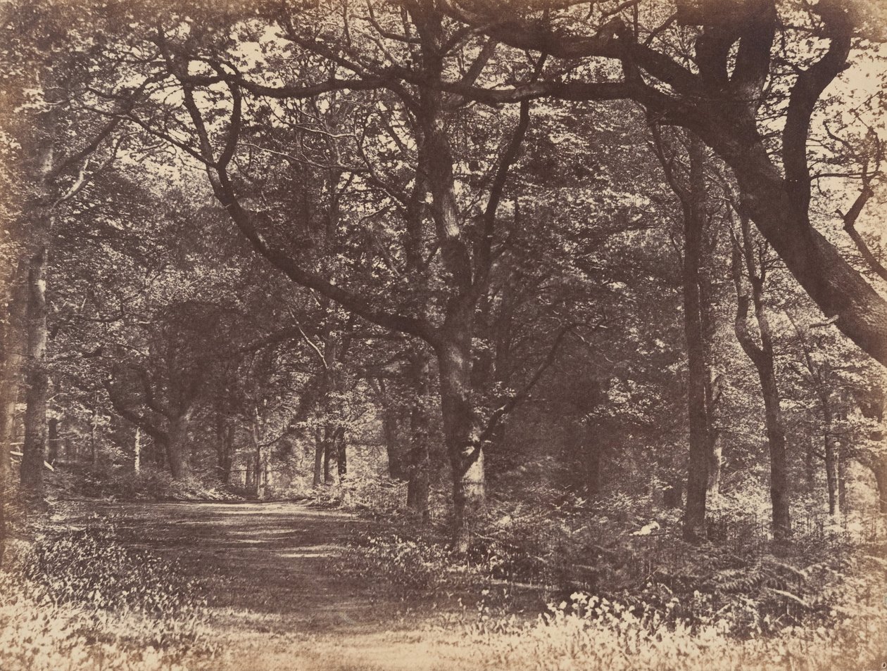 柴郡诺顿的木景，1856年。 作者 托马斯·戴维斯