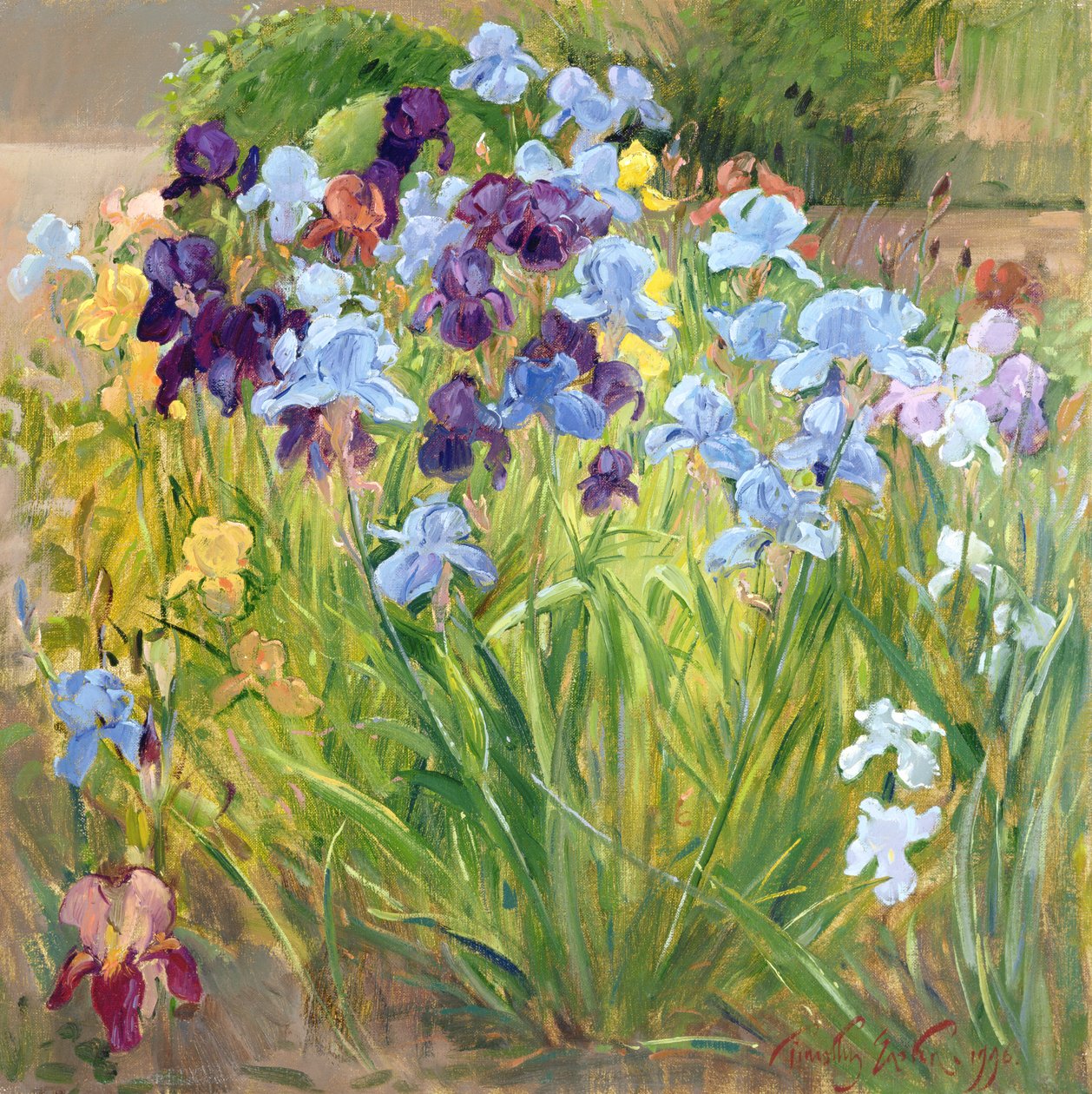 Iris Bed，Bedfield，1996 作者 蒂莫西·伊斯顿
