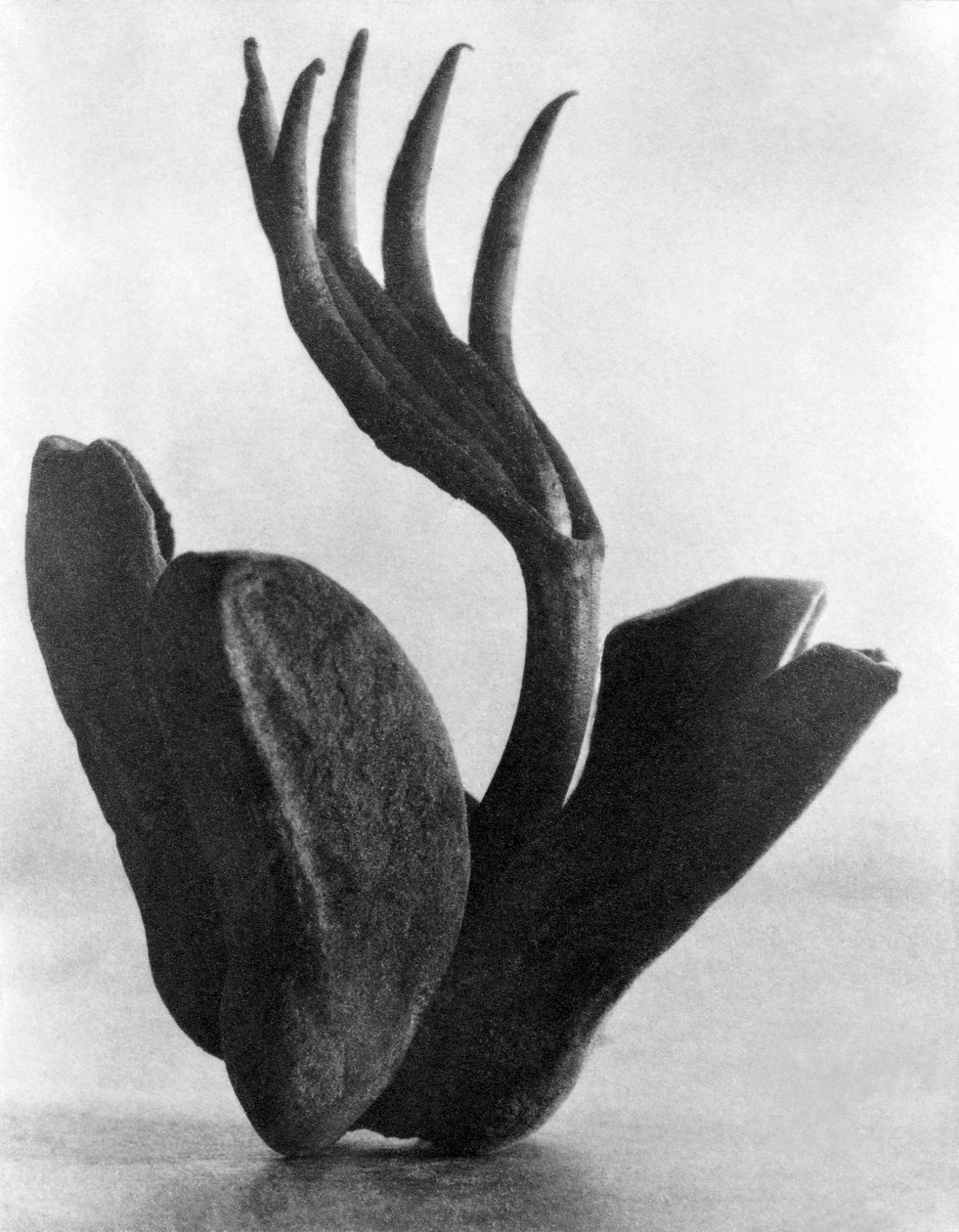 Flor de Manita，墨西哥城，1925年 作者 蒂娜·莫多蒂