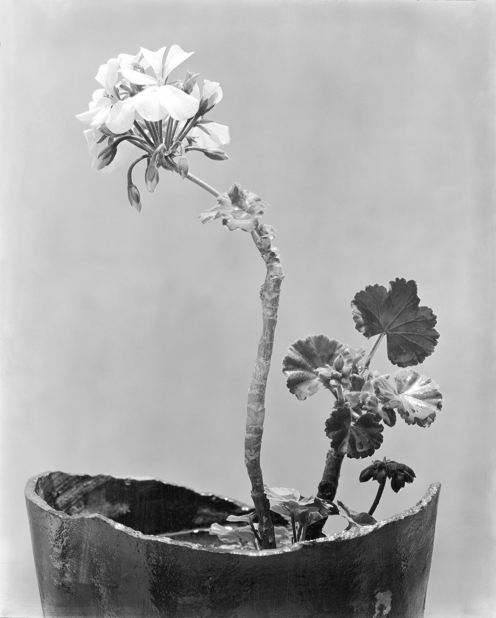 天竺葵，墨西哥城，c.1924 作者 蒂娜·莫多蒂