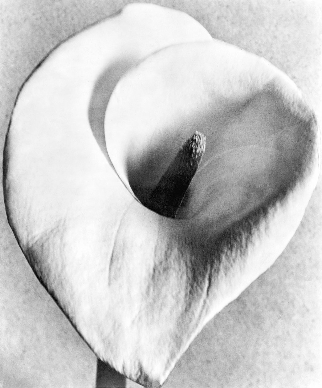 马蹄莲，墨西哥城，1925年 作者 蒂娜·莫多蒂