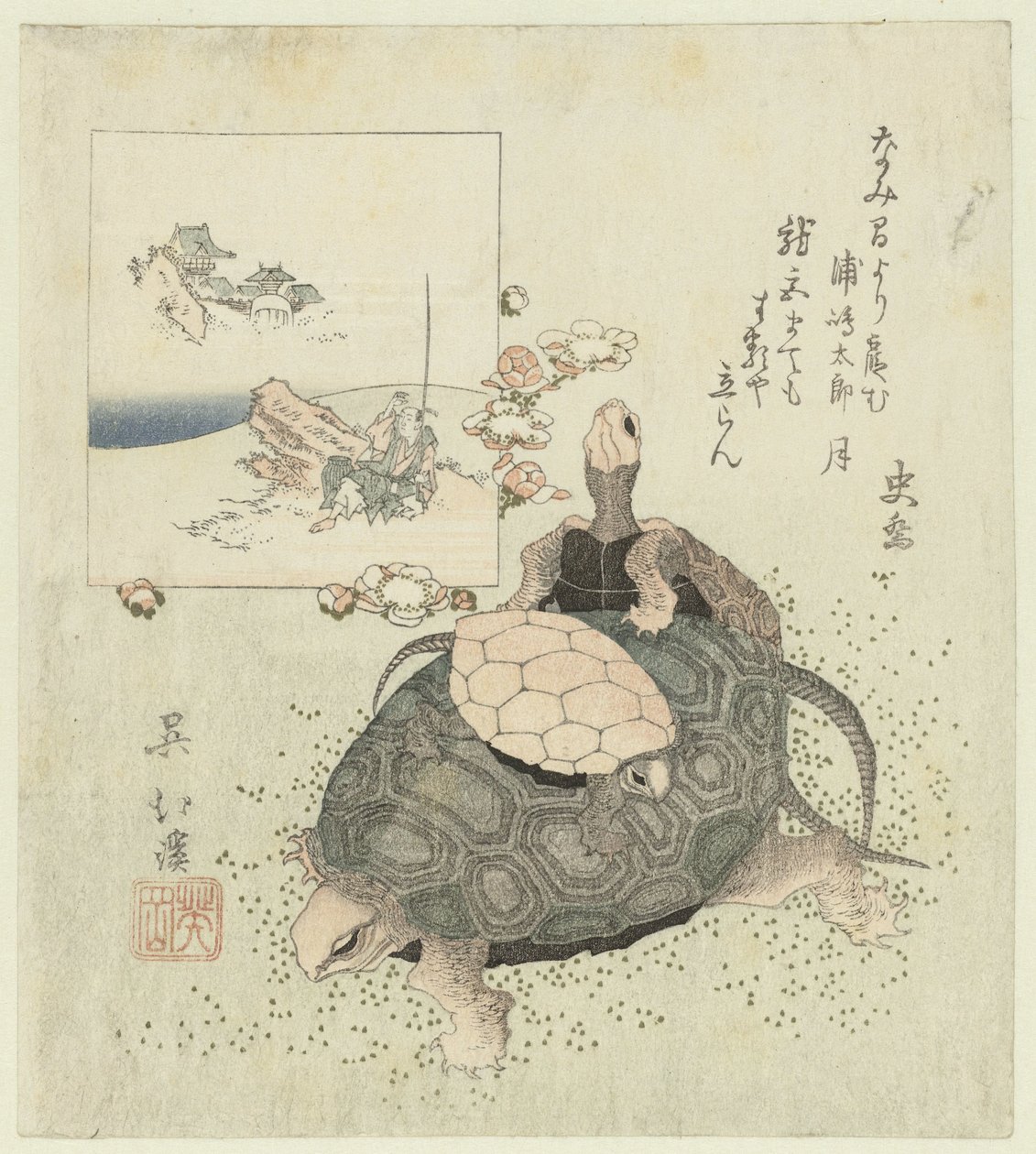 海龟 作者 东东屋北海