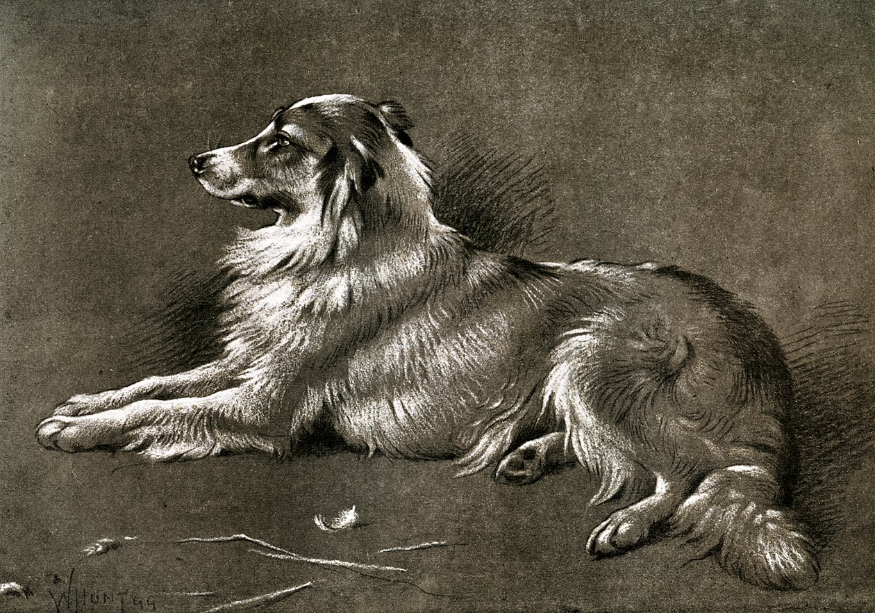 牧羊犬，1901年 作者 不明