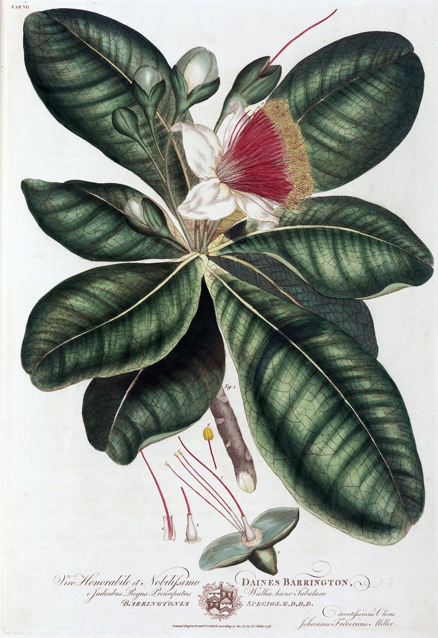 Barringtonia 作者 不明