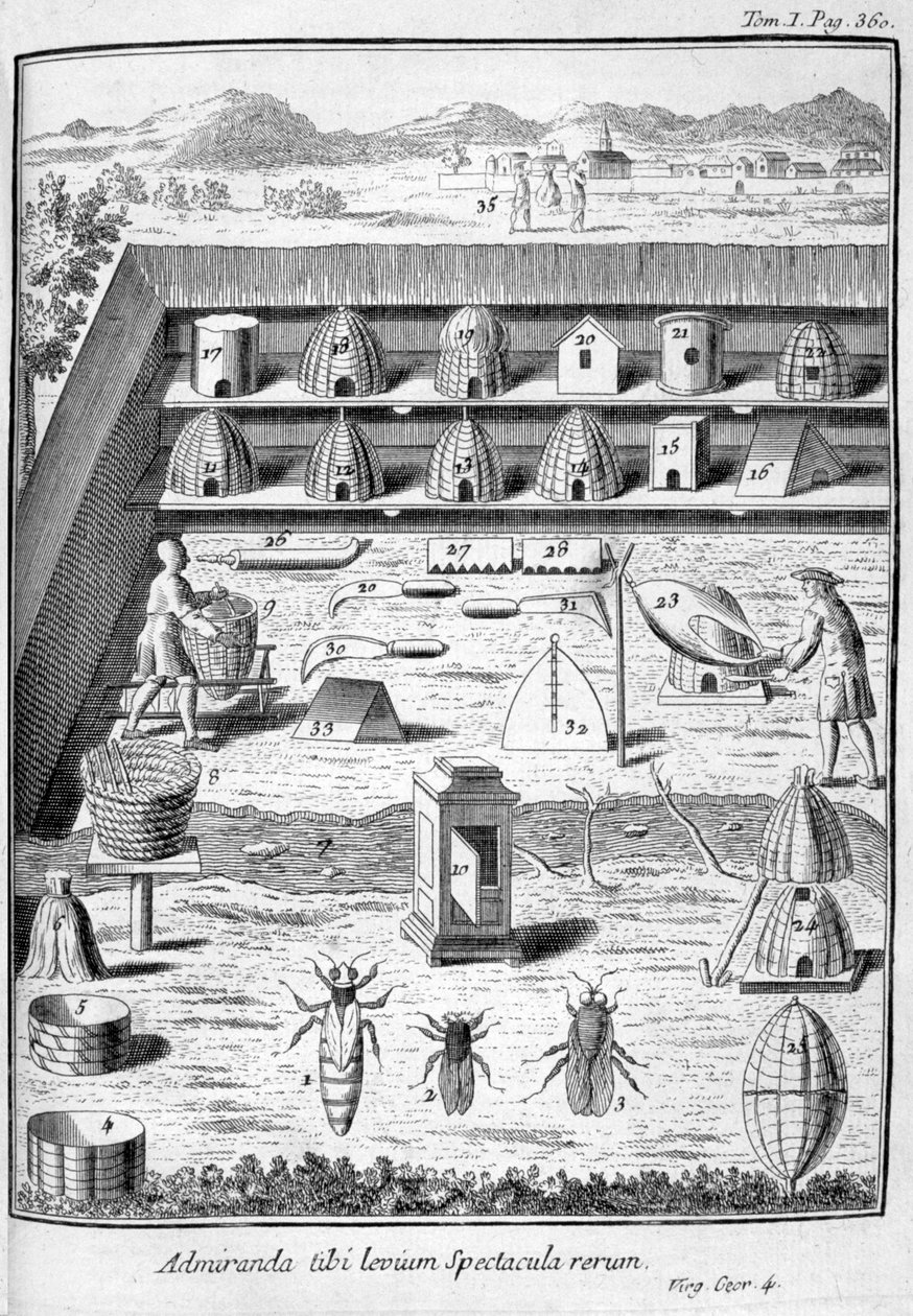 养蜂业，1775年 作者 不明
