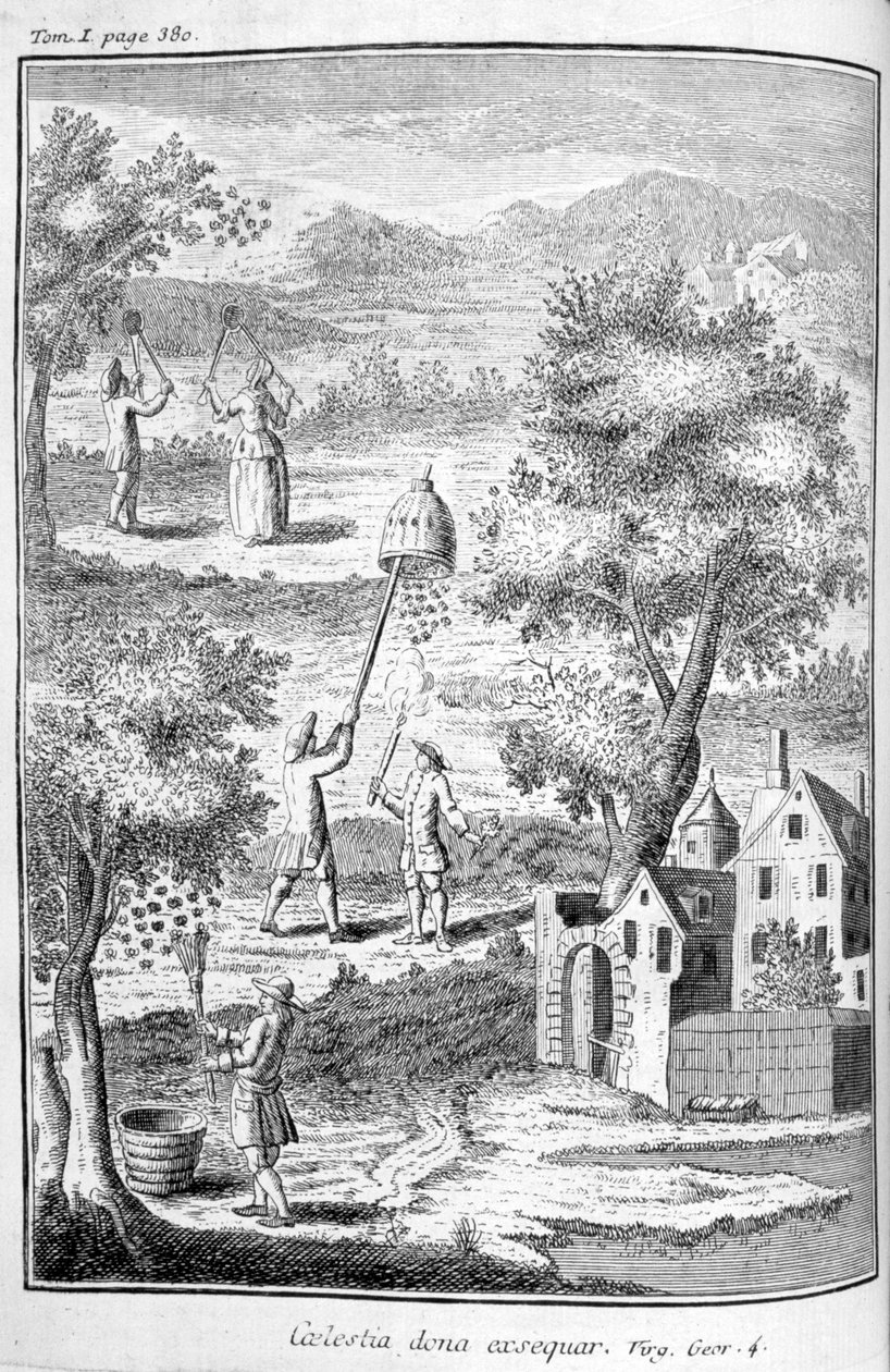 养蜂业，1775年 作者 不明