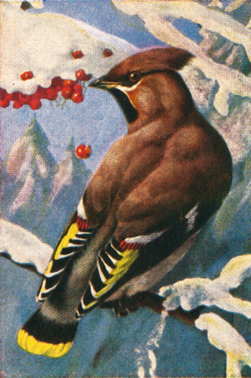 波希米亚蜡翅，c1928。 作者 不明