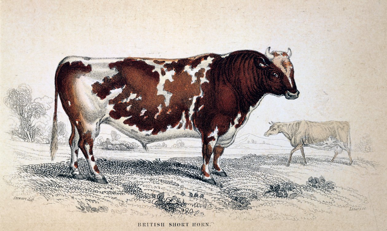 英国短角号，1839年 作者 不明