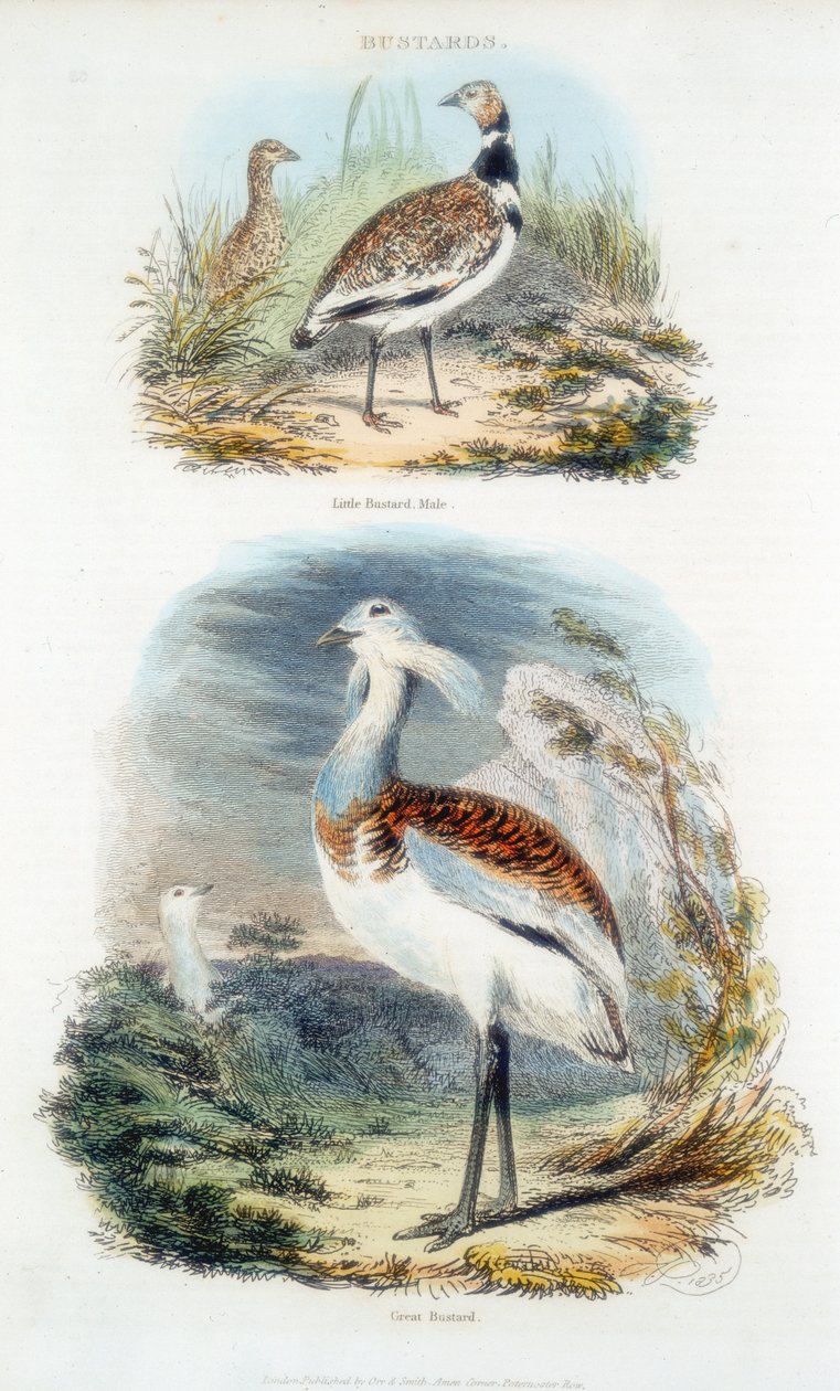Bustards，1835年 作者 不明