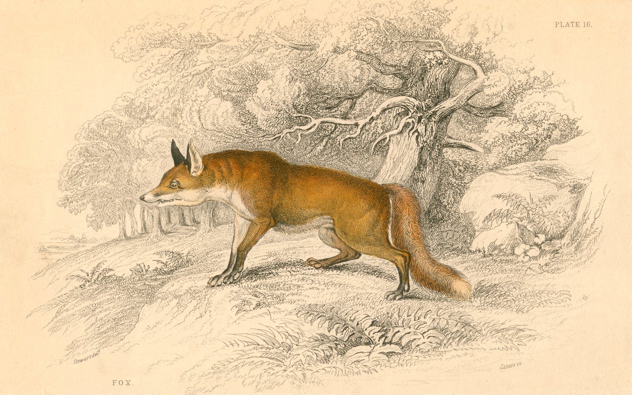普通狐狸或赤狐狐狸，1828年 作者 不明