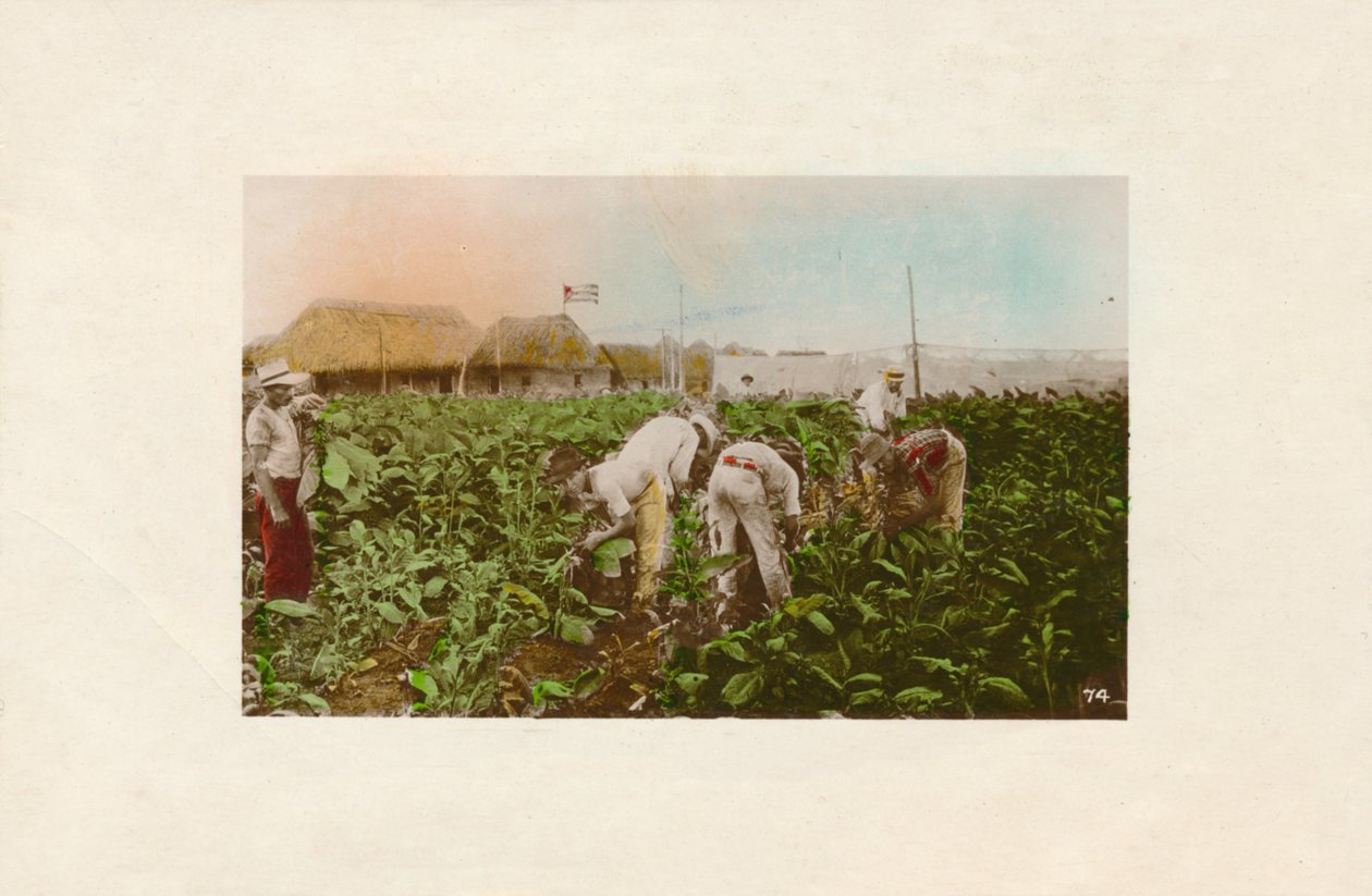 烟草收获。 -烟草种植园，C1910 作者 不明