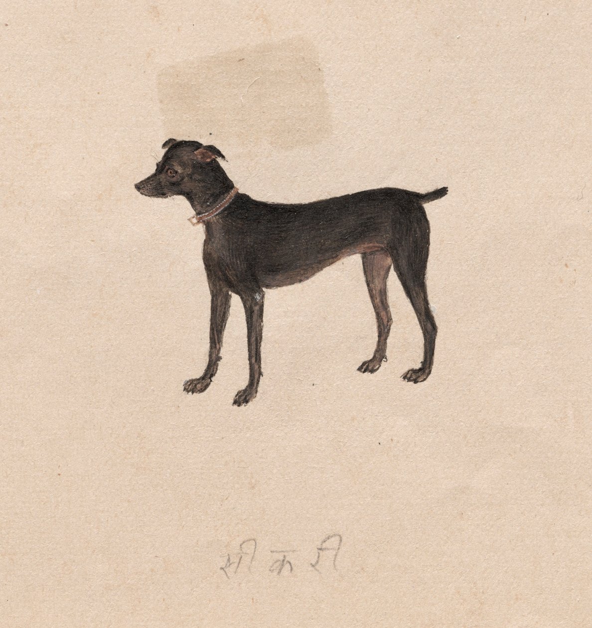 狗，1800年代。 作者 不明