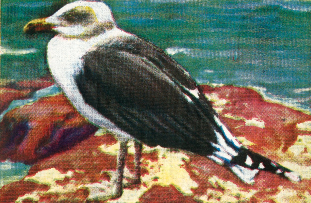 多米尼加海鸥，c1928年。 作者 不明