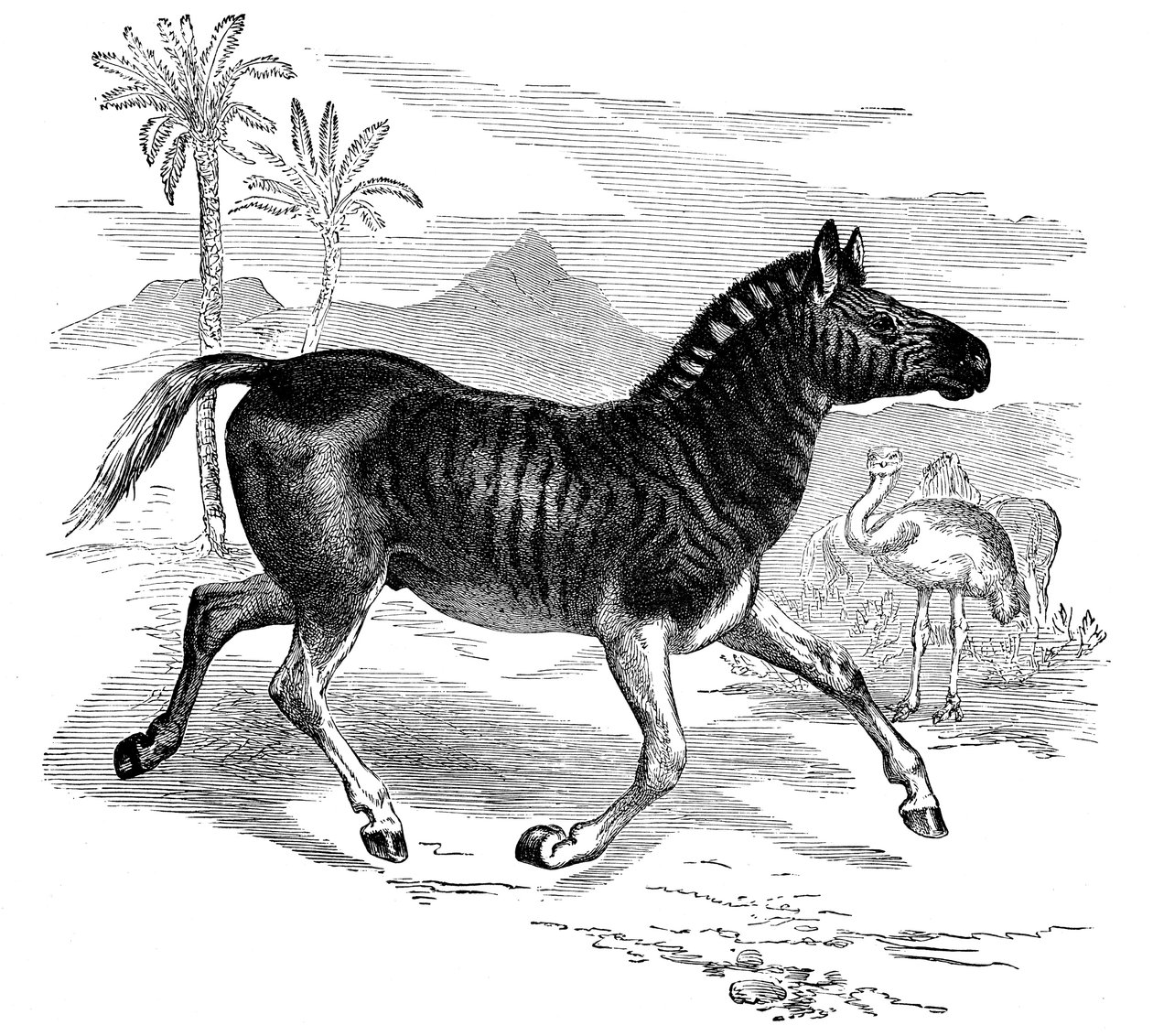 Quagga版画，1884年 作者 不明