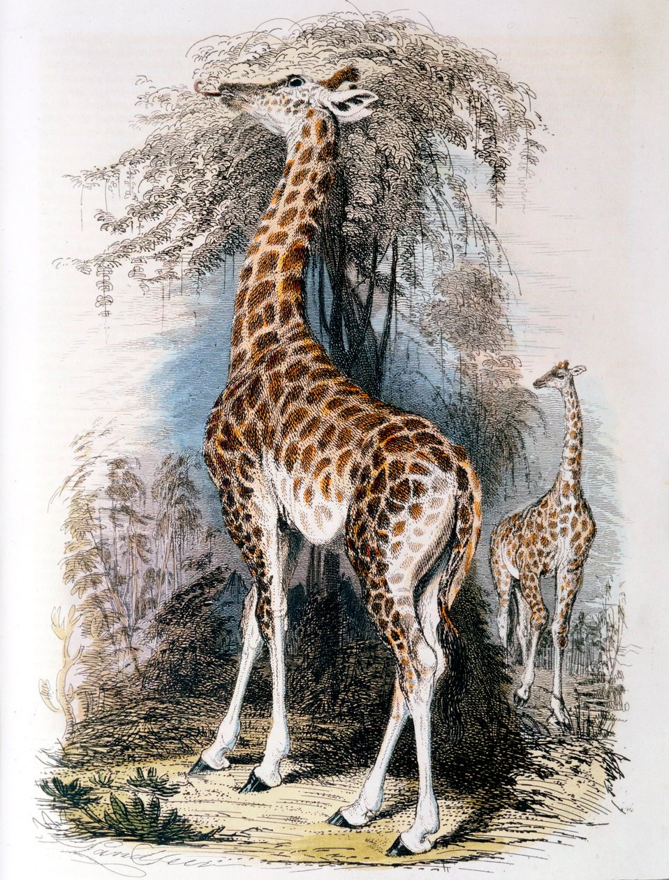 长颈鹿在树上浏览，1836年 作者 不明