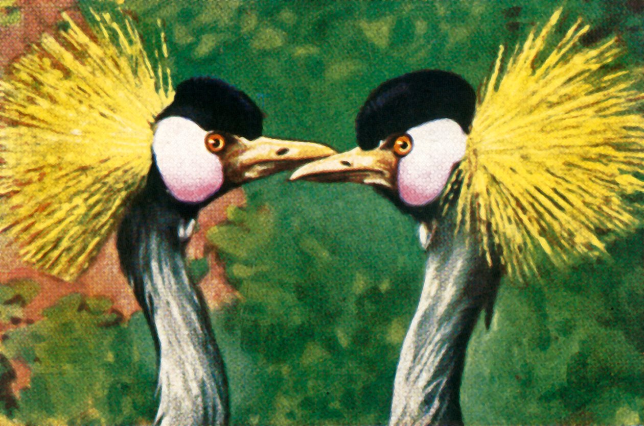 灰色丹顶鹤，c1928。 作者 不明