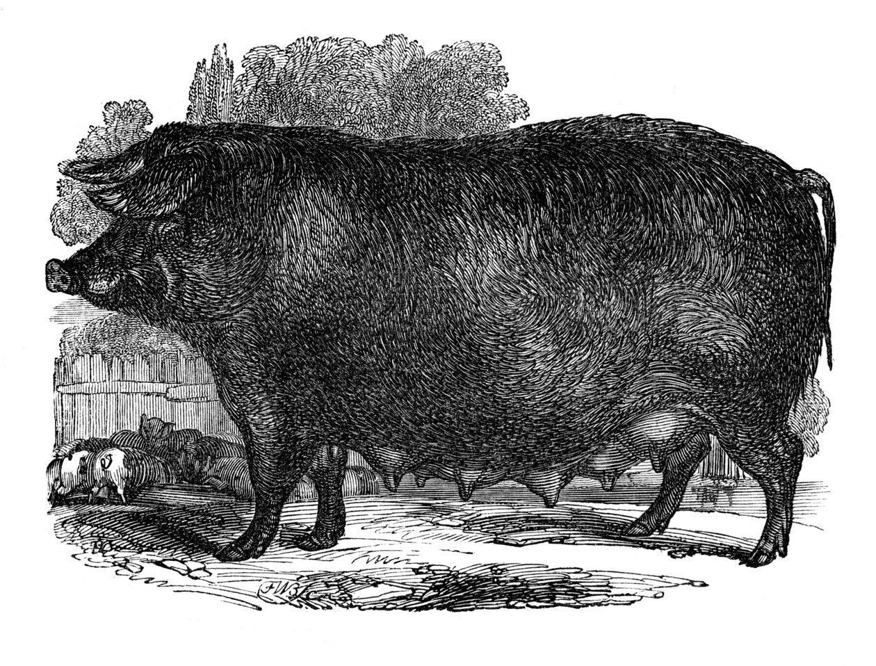 汉普郡母猪，1848年 作者 不明