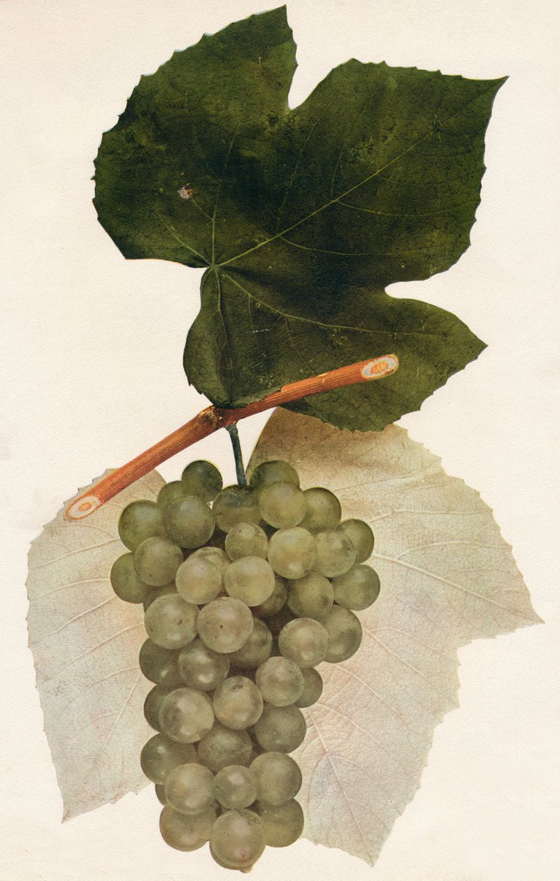 伊达尔戈（1908年）。 作者 不明