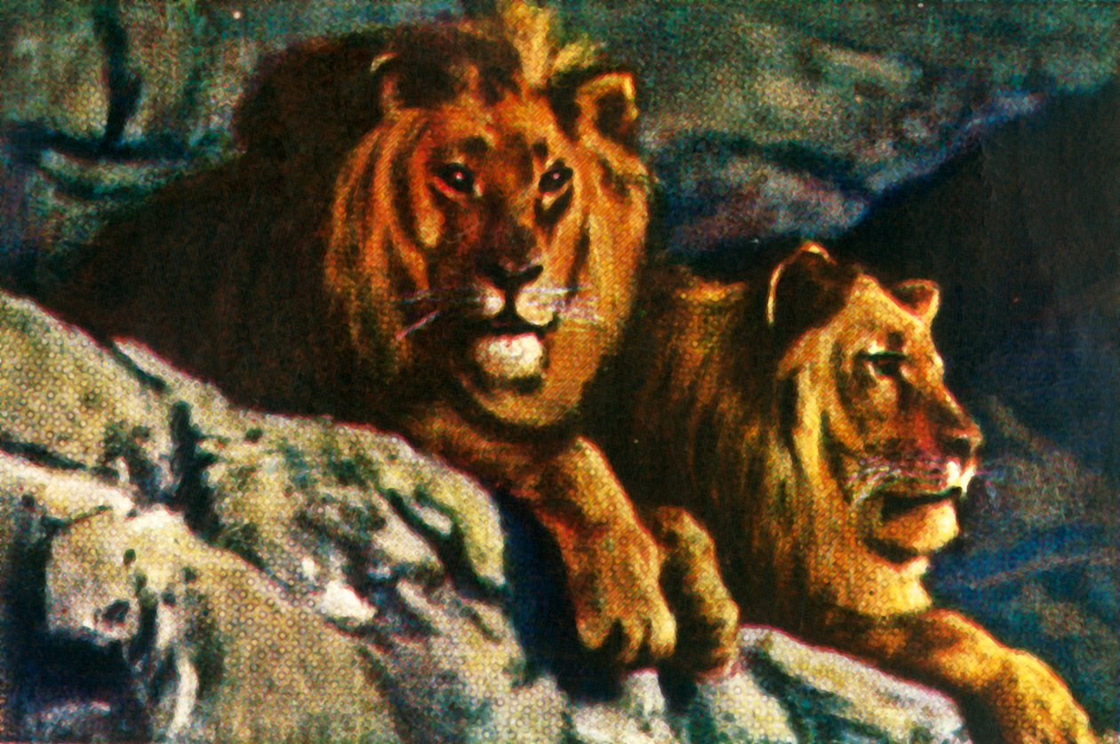 狮子，c1928。 作者 不明