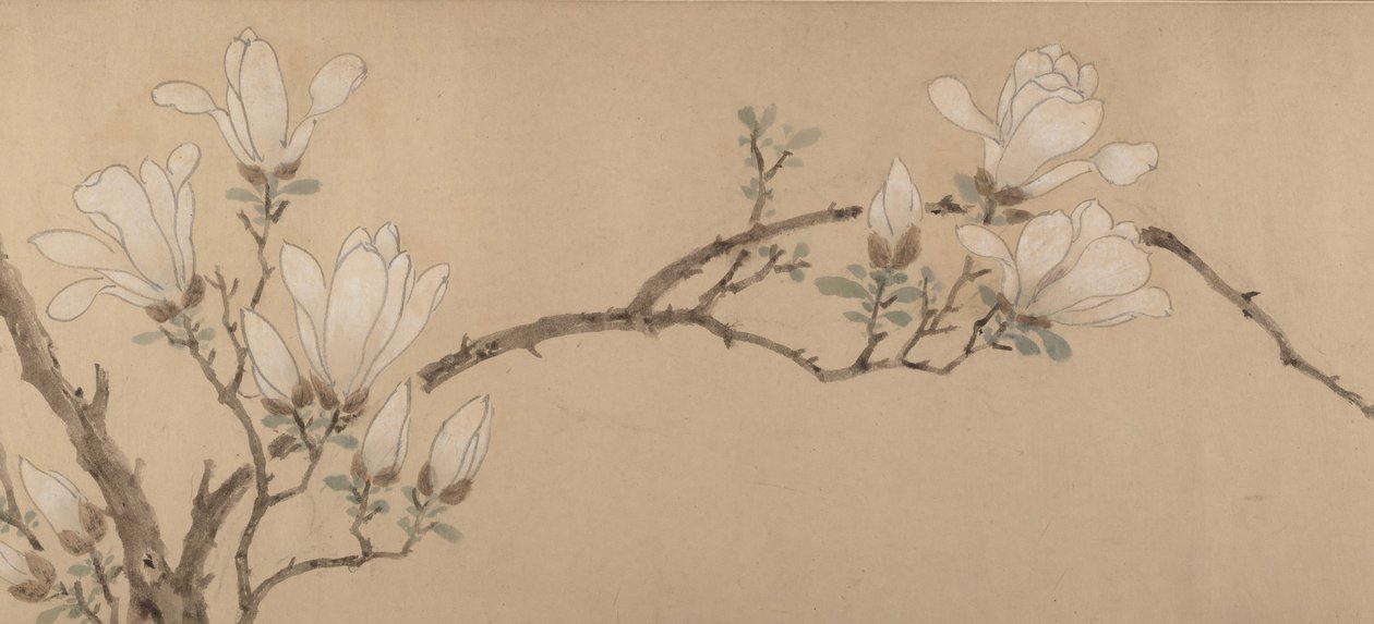玉兰，1549年。 作者 不明