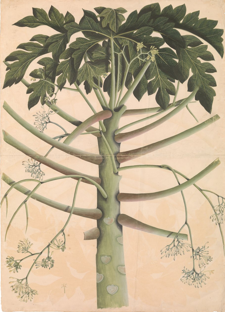 雄性木瓜树，约1790-1800年。 作者 不明