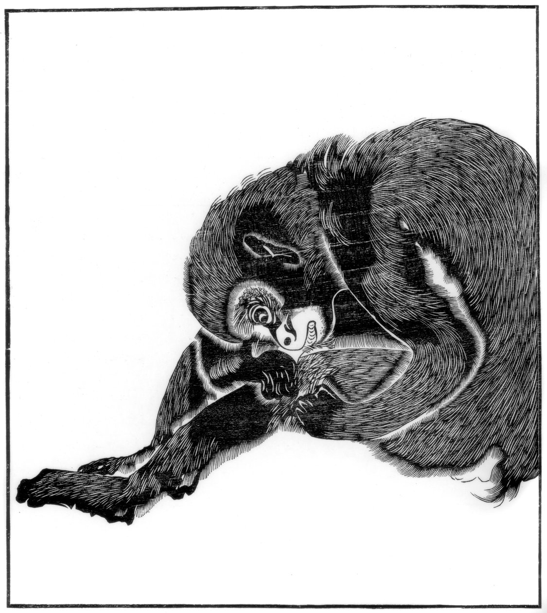 猴子，1766年1886年 作者 不明