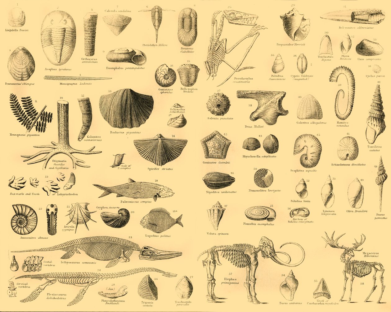 古生物学，c1910。 作者 不明