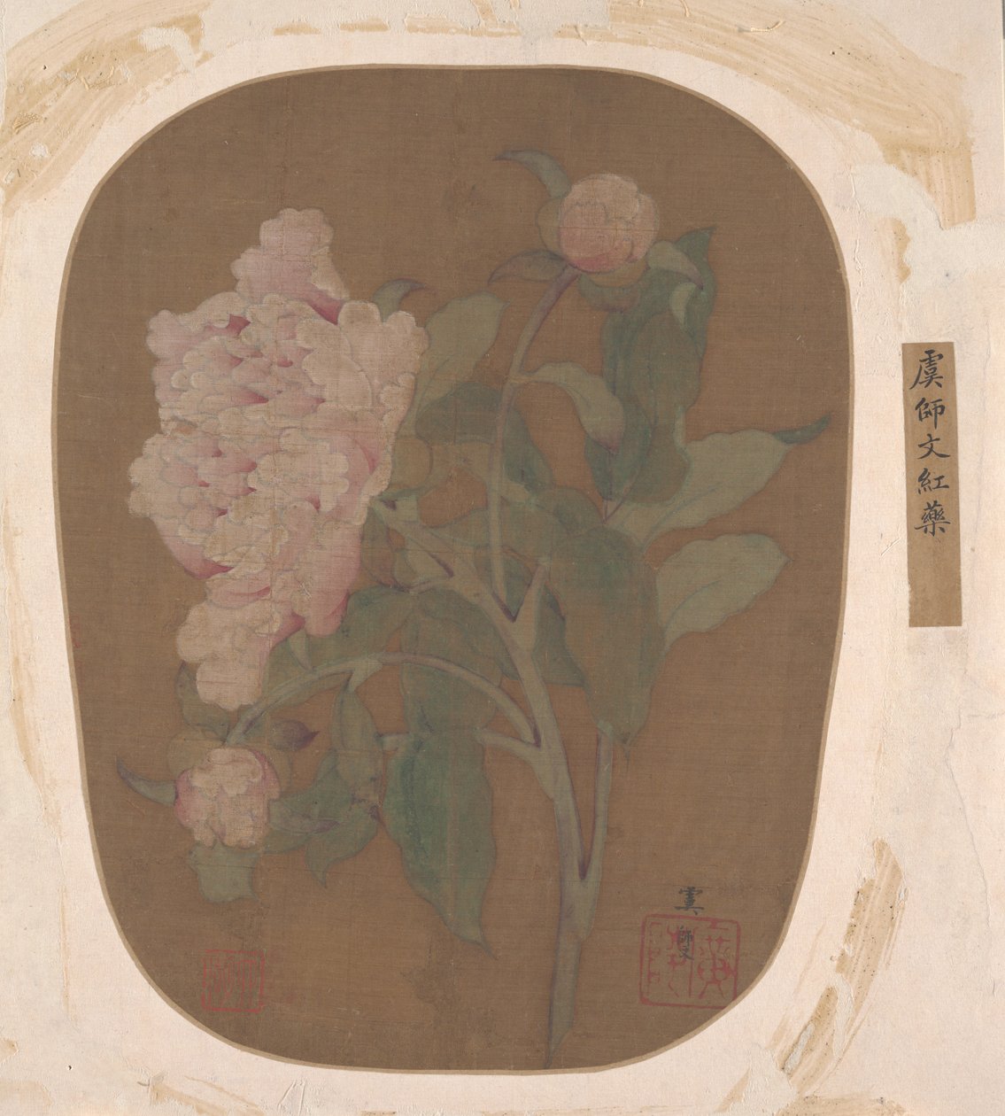 牡丹花朵和叶子。 作者 不明