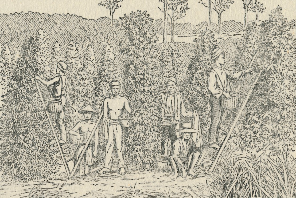 胡椒种植园，1924年 作者 不明