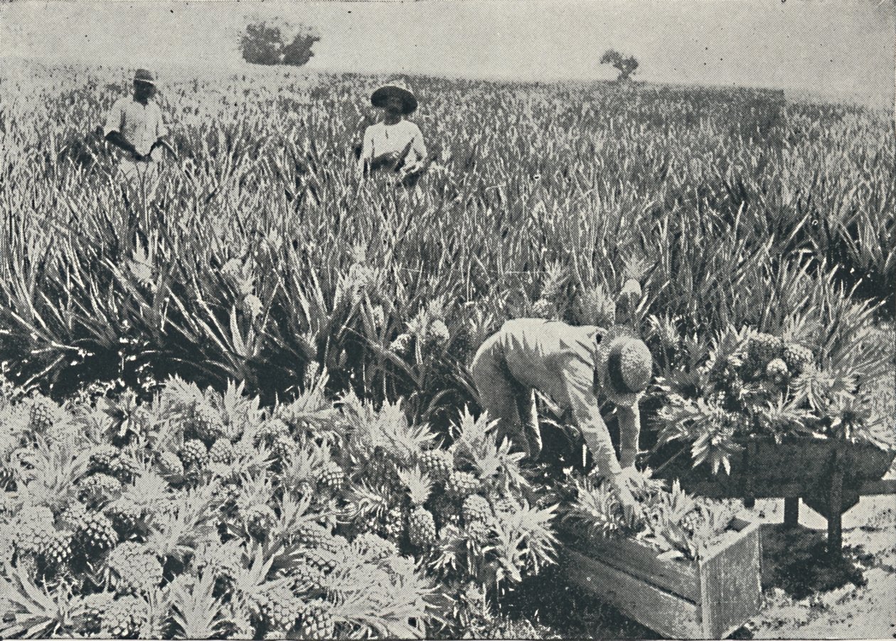 松苹果种植园，1916年 作者 不明