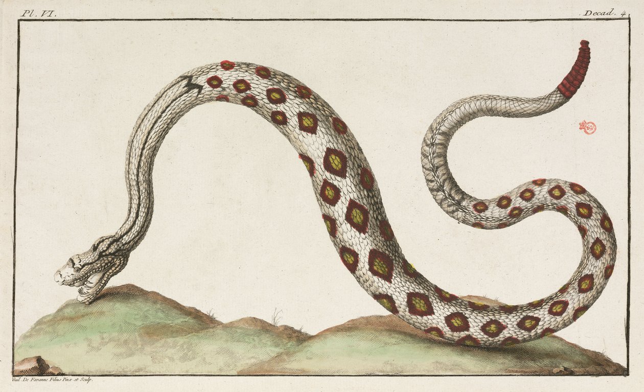 Rattlesnake 作者 不明