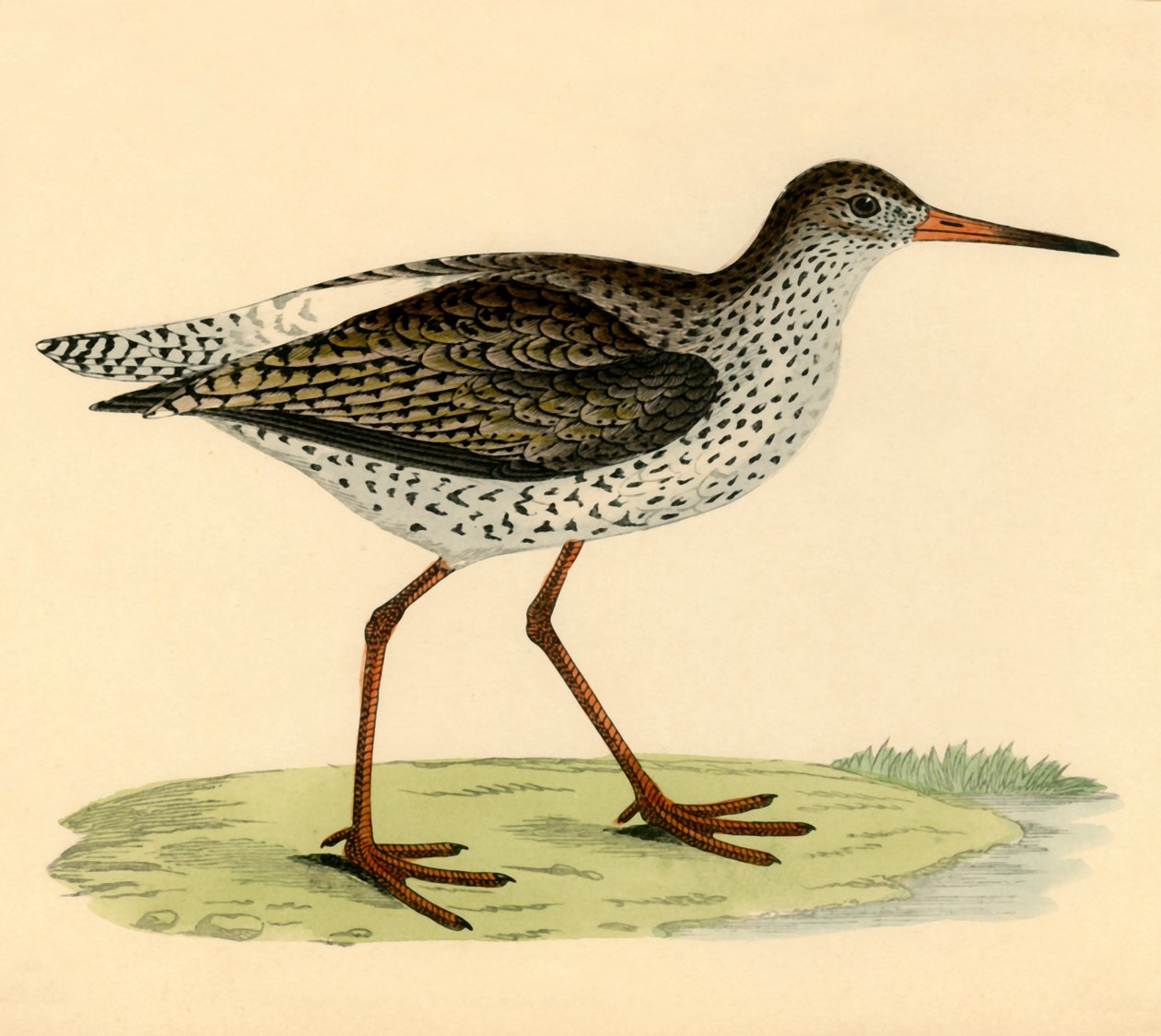 Redshank，19世纪末。 作者 不明