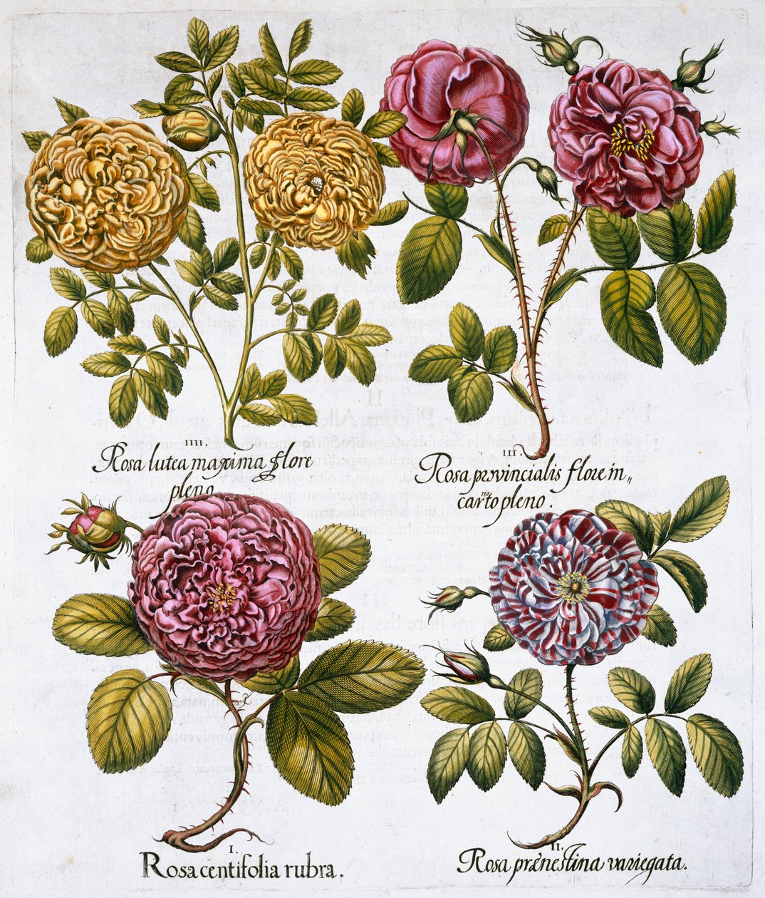 玫瑰花，1613年 作者 不明