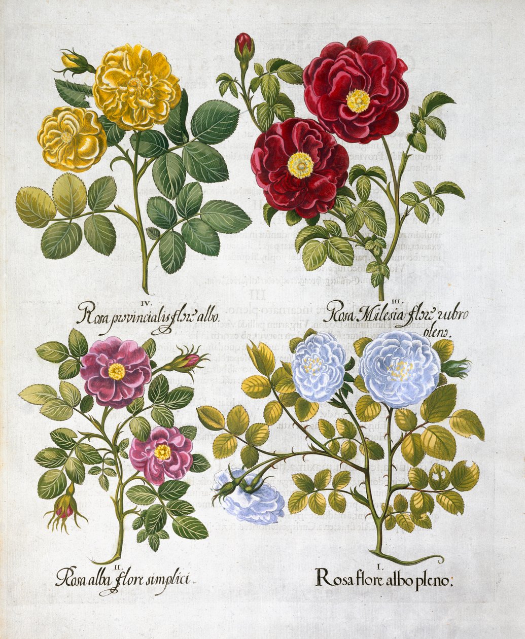 玫瑰花，1613年 作者 不明