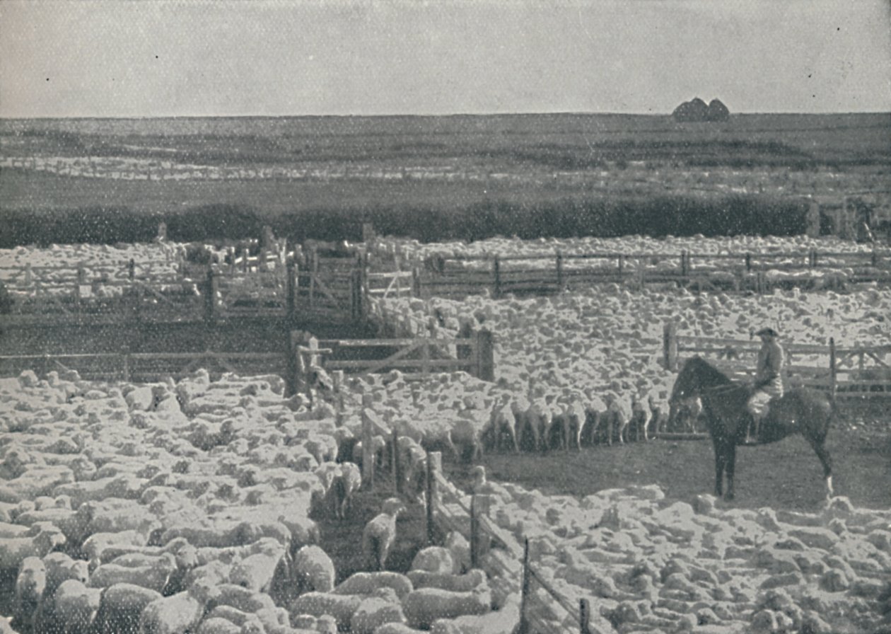 1910年在澳大利亚的羊圈 作者 不明