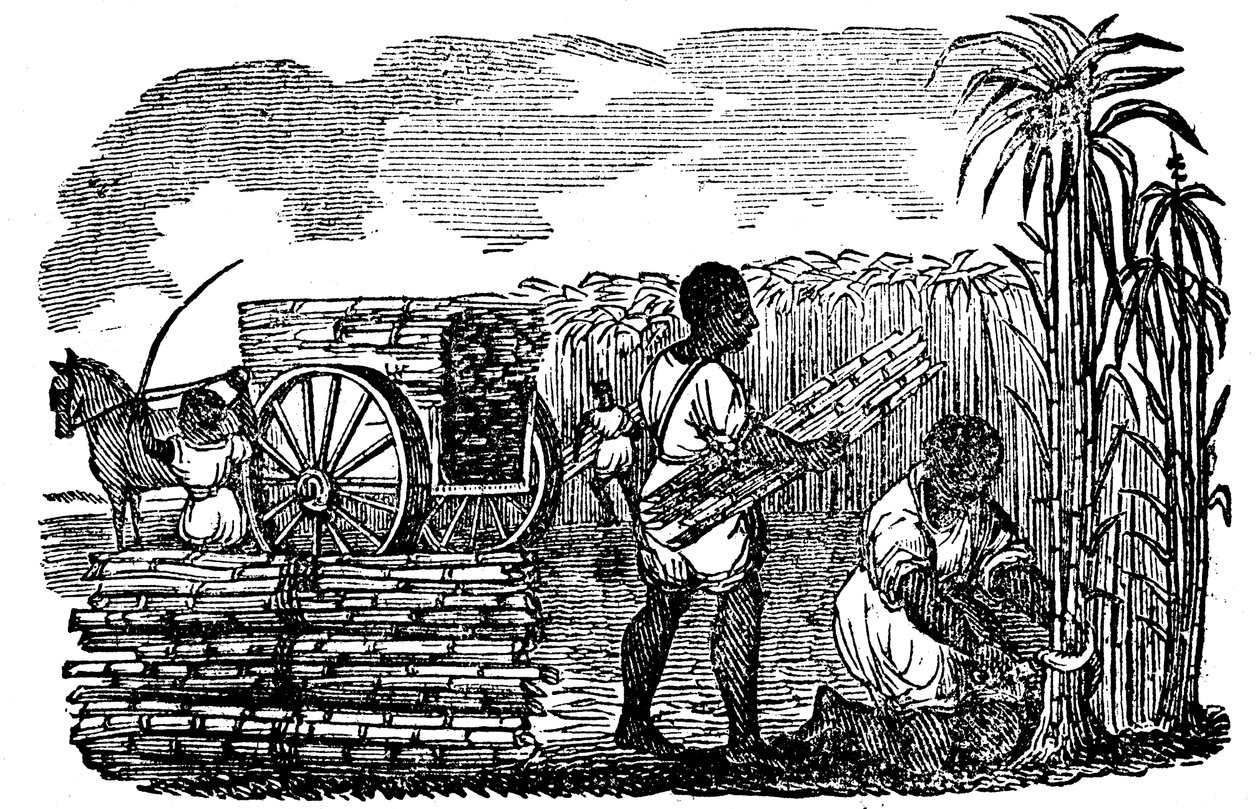 路易斯安那州收获甘蔗的奴隶，1833年 作者 不明