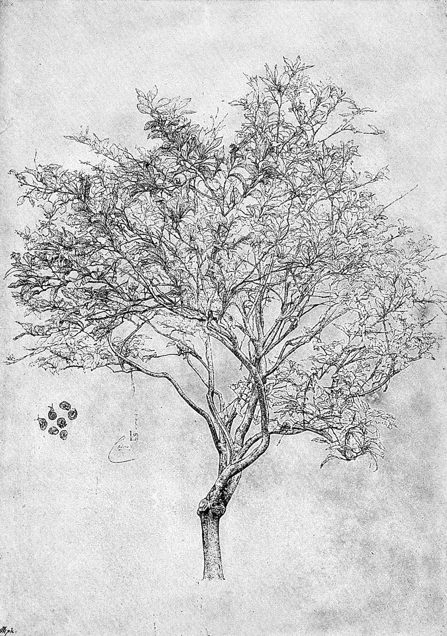 柠檬树研究，1899年 作者 不明