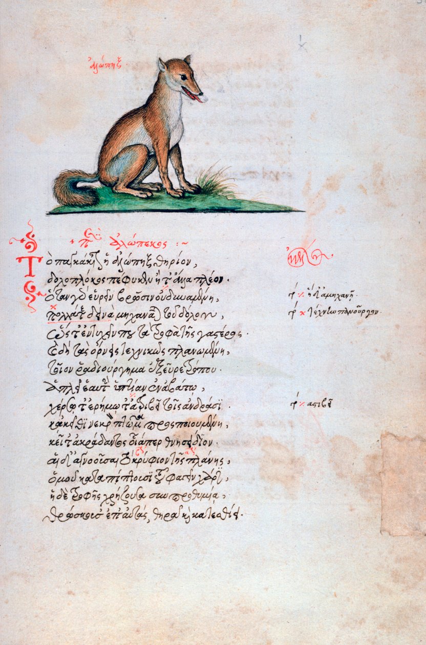 狐狸，1564年 作者 不明