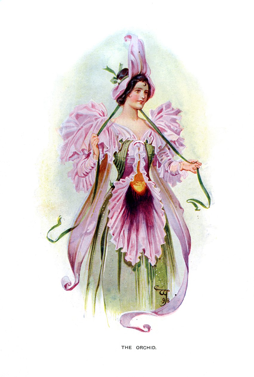 兰花，1899年 作者 不明