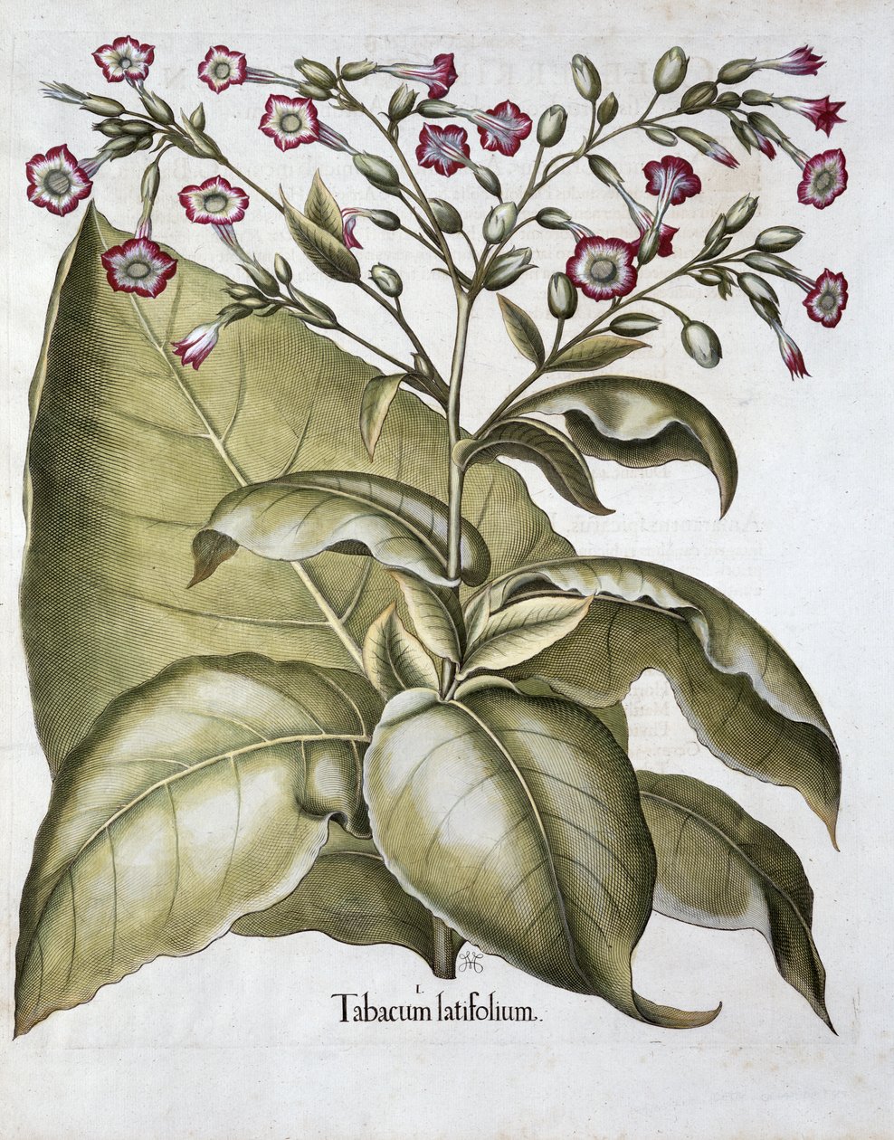 烟草植物，1613年 作者 不明