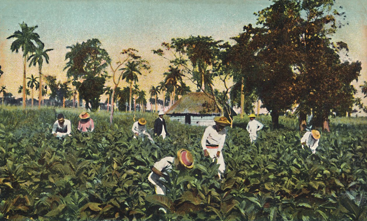 古巴烟草种植园，约1920年代。 作者 不明