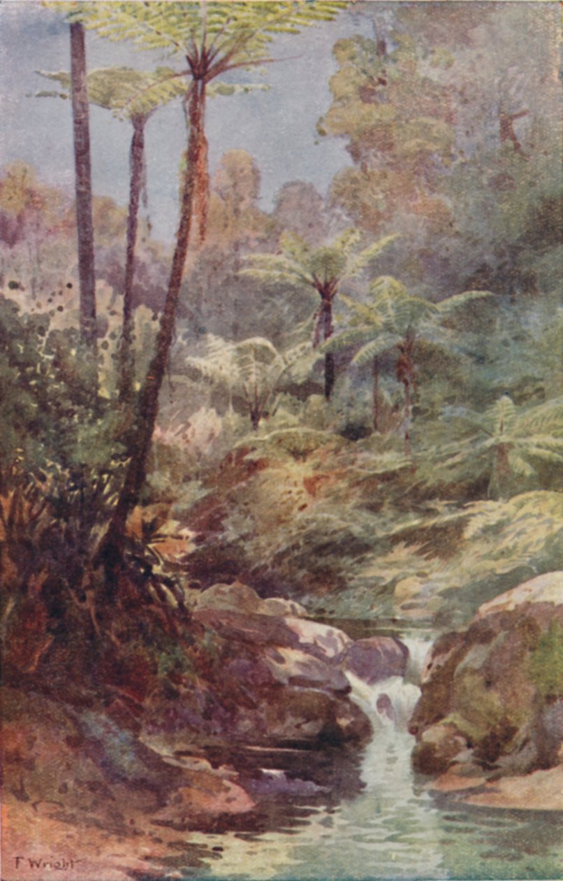 树蕨，1923年。 作者 不明