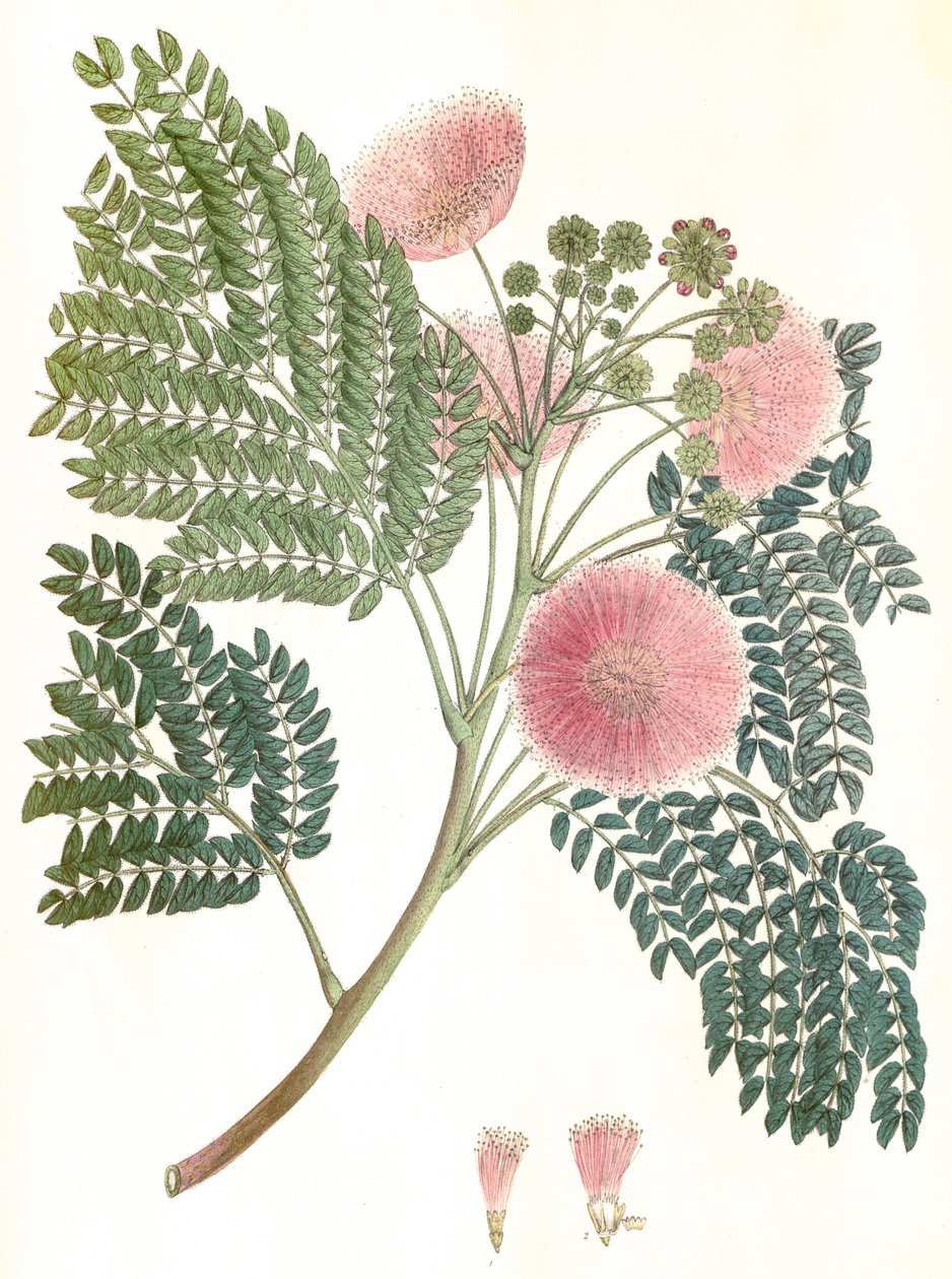 植物插图/合欢树/丝树/含羞草君士坦丁堡 作者 未知艺术家