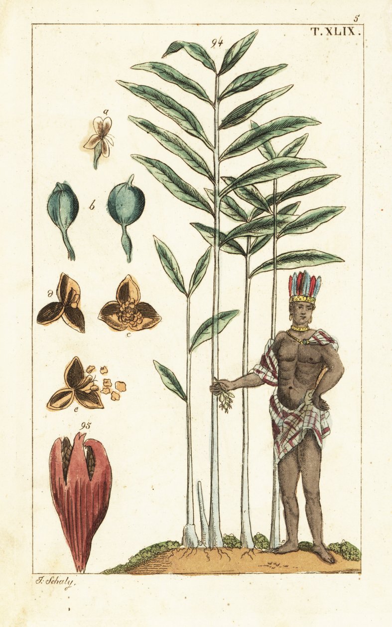 小豆蔻树，Elettaria cardamomum. 作者 未知艺术家