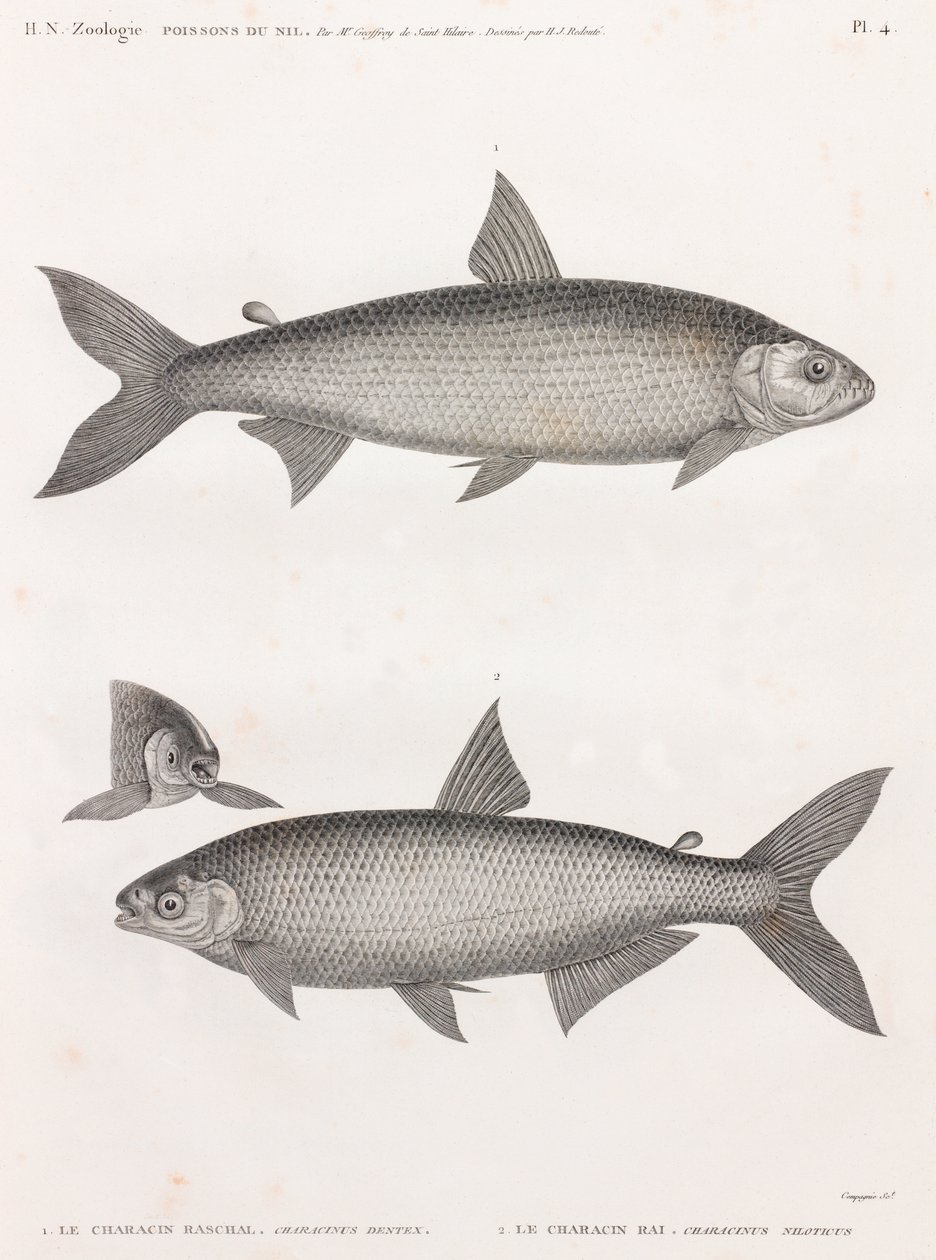 鱼： Le Characin 作者 不明
