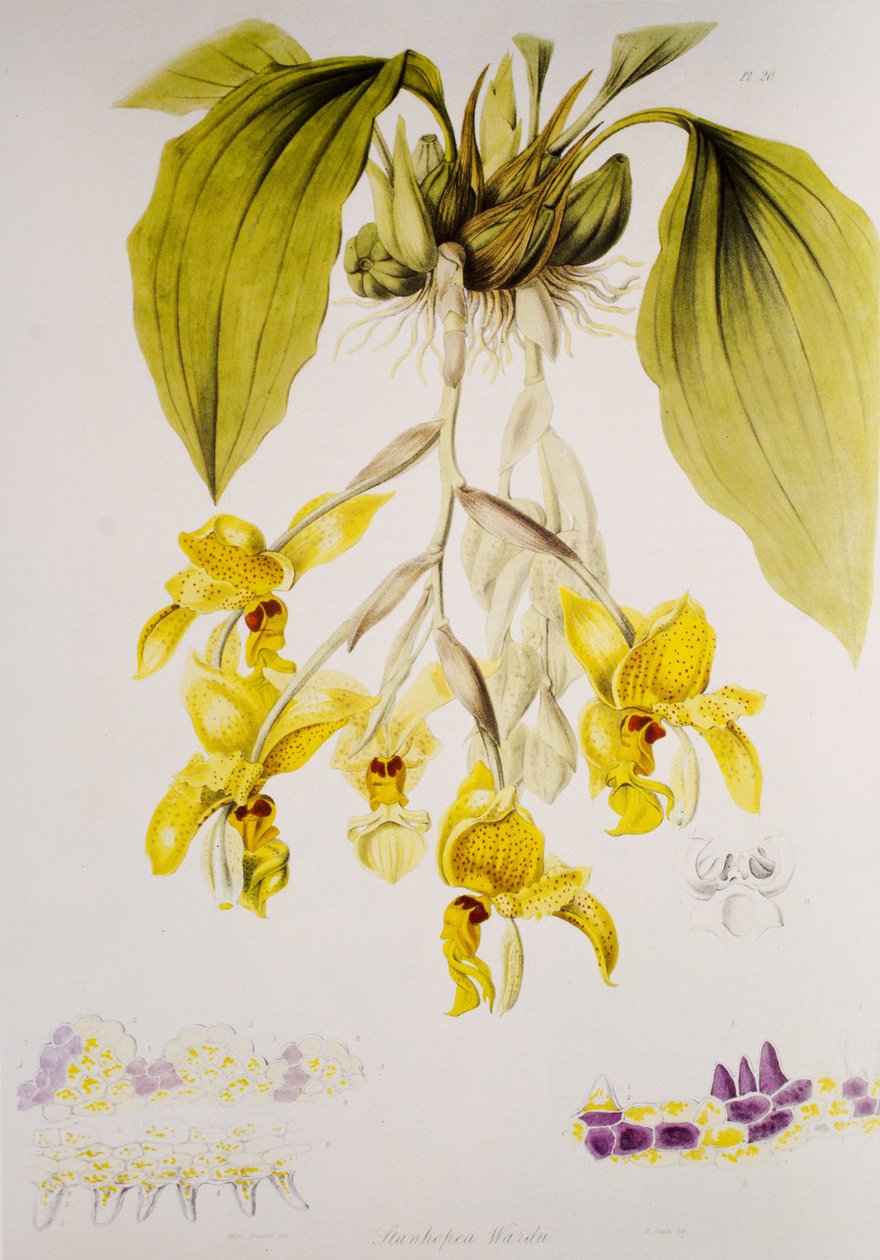 Stanhopea wardii 作者 不明