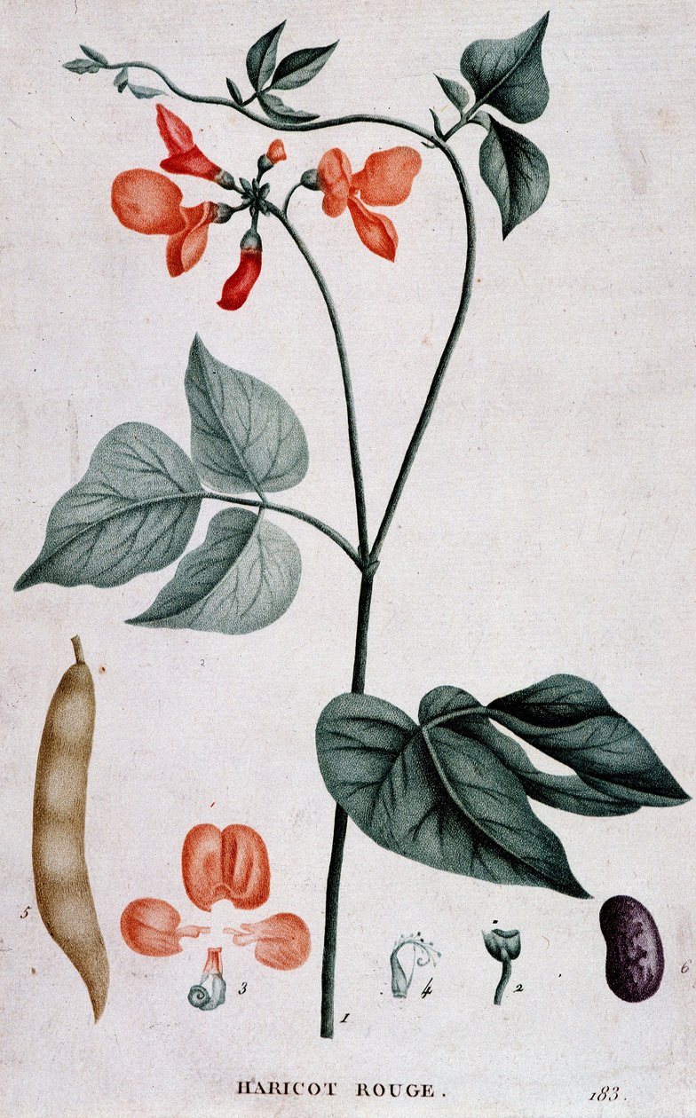 红豆，植物板 作者 未知艺术家