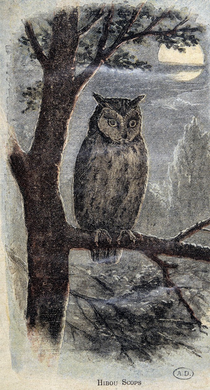 Owl 作者 未知艺术家